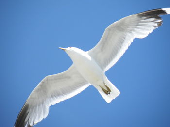 Low angle view of seagull flying against clear blue sky