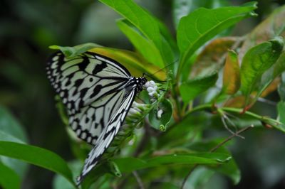 Close-up of butterfly on plant