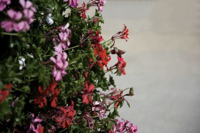 Close-up of pink flowering plant