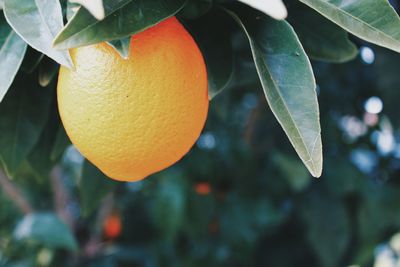 Close-up of orange fruit growing on tree