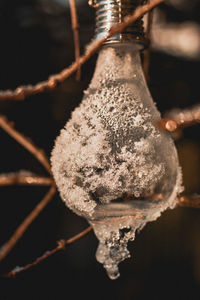 Close-up of snow on plant