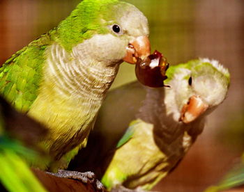 Close-up of parrot eating