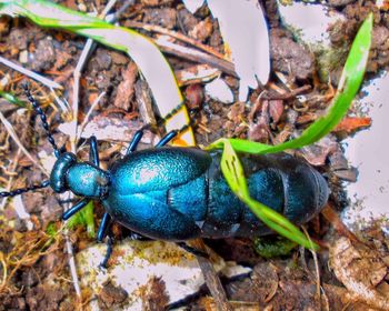 Close-up of insect