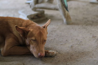 Dog sleeping on footpath