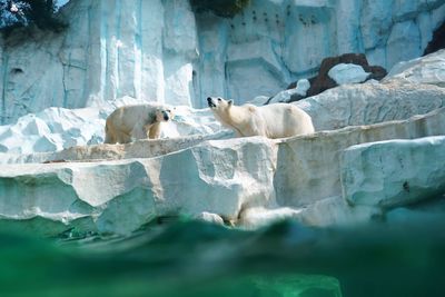 View of an animal in water