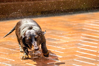 High angle view of dog drinking water