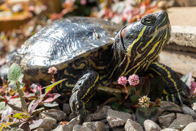 Close-up of turtle