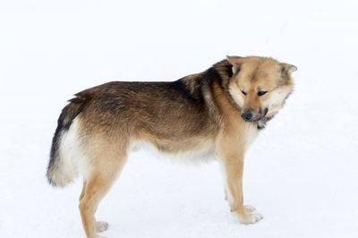Dog standing on snow against white background
