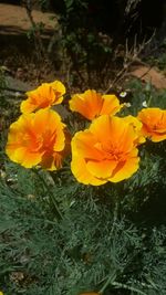 Close-up of yellow flowers blooming in field