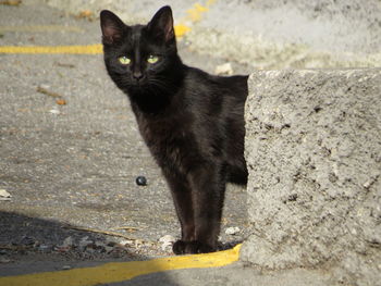 Portrait of black cat on street