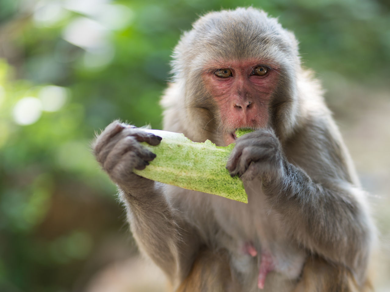 PORTRAIT OF GORILLA EATING FOOD