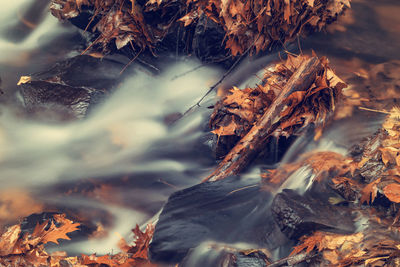 Close-up of flowing water in forest