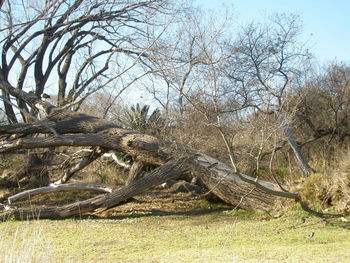 View of bare trees on field