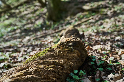 Close-up of mushroom growing on tree trunk