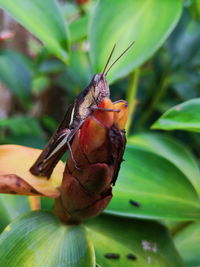 Close-up of insect on flower