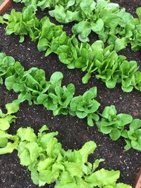 High angle view of leaves on table