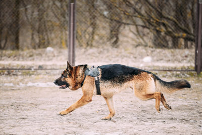 Close-up of dogs