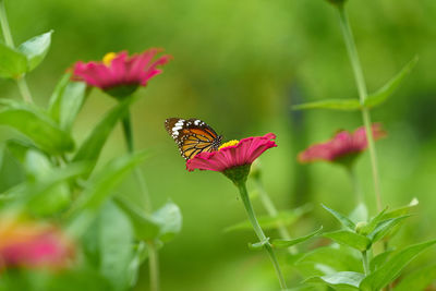 Butterfly pollinating on flower