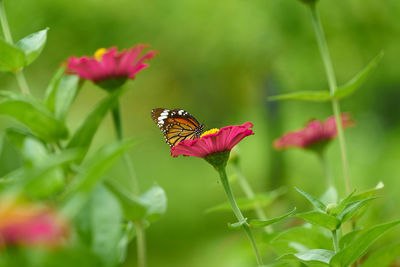 Butterfly on pink petal flower with pollen on stem on blur background