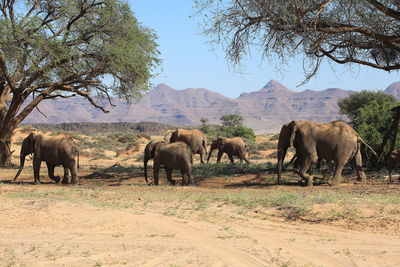 African elephants walking on field against clear sky