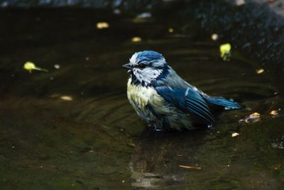 Close-up of bird perching on ground