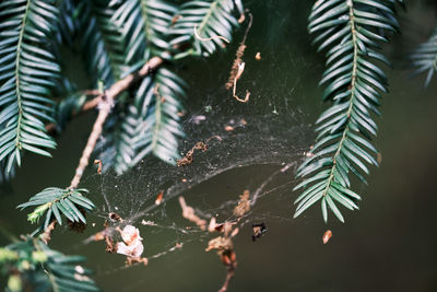 Close-up of wet spider web on tree