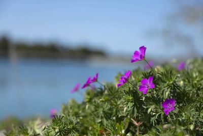 Close-up of pink flowering plants