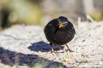 Close-up of a bird