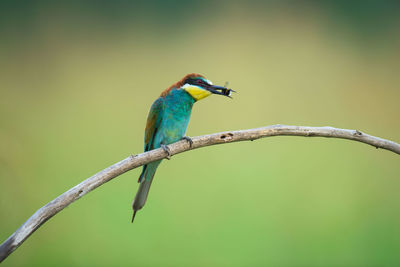 Close-up of bird on branch against blurred background