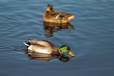 Mallards on a lake