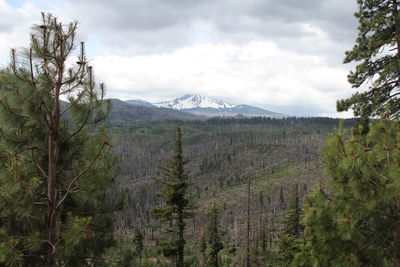 wilderness