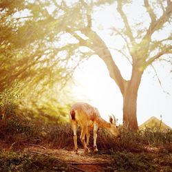 Deer in a forest