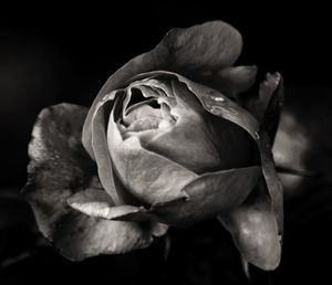 Close-up of wet rose against black background