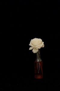 Close-up of flower over black background