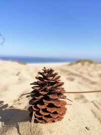 Close-up of dried plant on beach against clear blue sky