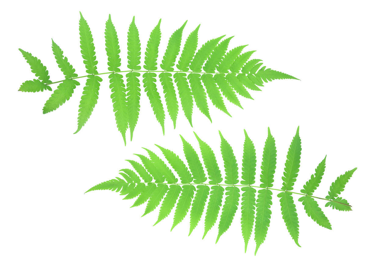 CLOSE-UP OF FERN LEAVES