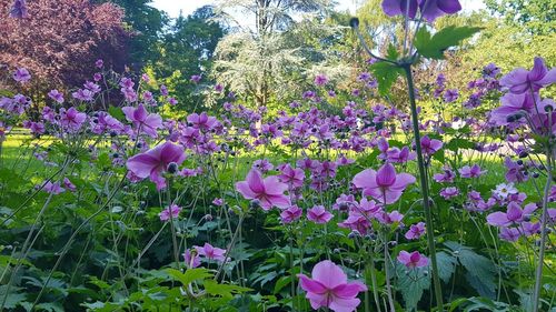 Purple flowers blooming on field