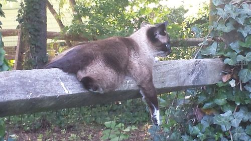 Horse on branch