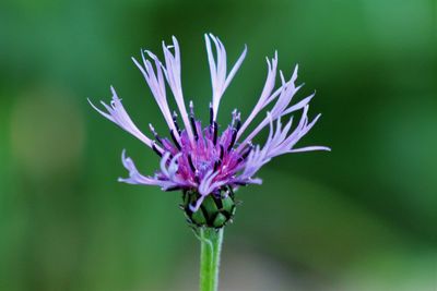 Close-up of purple flower blooming outdoors