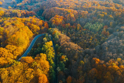 High angle view of yellow autumn trees