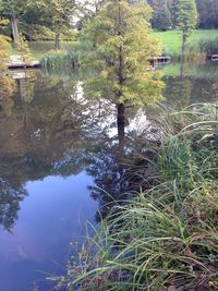 Reflection of trees in water