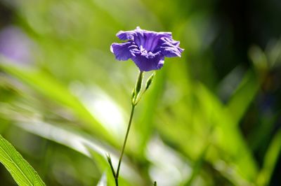 Close-up of purple flowering plant
