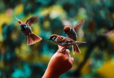 Close-up of hand holding bird flying