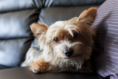 Close-up portrait of dog relaxing on sofa