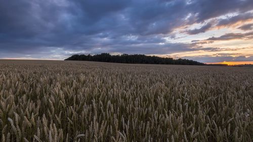 Scenic view of field against cloudy sky