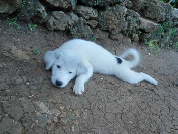 Close-up of white puppy