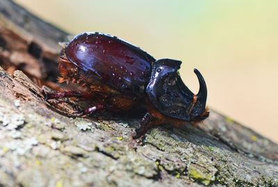 Close-up of snail