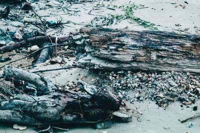 High angle view of driftwood on beach