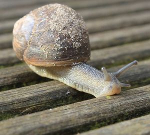 Close-up of snail