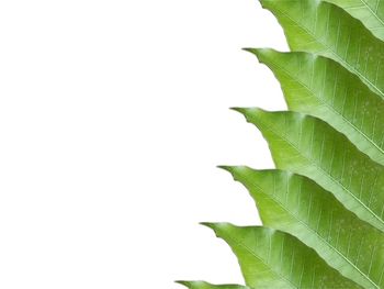 Close-up of leaves against white background